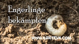 Engerlinge Maikäfer bekämpfen [upl. by Solraced]