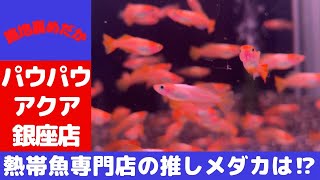 【 メダカ 飼育 】パウパウ アクア 銀座店 さん 最新のメダカ コーナー ‼︎ [upl. by Adnuhsor384]