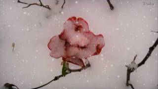 Leise rieselt der Schnee  Weihnachtsmusik  Weihnachtslied [upl. by Tedda]