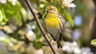 Serin Cini Serin serinus serinus Ambleteuse avril 2024 [upl. by Haidebez771]