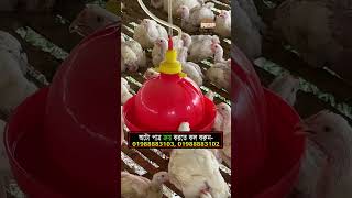 Auto drinker poultry chickens agro farming farmlife agriculture drinkers [upl. by Ecinej]