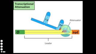 Transcriptional Attenuation [upl. by Ediva]