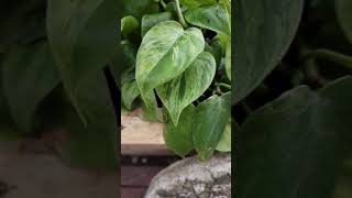 Variegated Hederaceum aka Variegated Heartleaf Philodendron Up Close and in Unnecessary Slowmo [upl. by Ynnol]