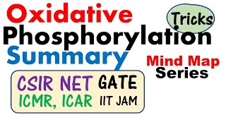 Oxidative phosphorylation and its mechanism [upl. by Cressida238]