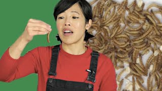 First Time Eating a LIVE Bug amp How to Dehydrate Mealworms  BUGMAS 2018 Day 2 [upl. by Perrine]