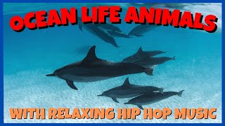 Stunning Ocean Life Animals  Nature Relaxing Music [upl. by Newo]