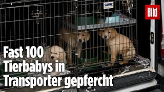 Zoll stoppt illegalen TierTransporter und befreit dutzende HundeWelpen [upl. by Aliam]