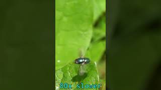 Green bottle fly on the leaf 80x slower [upl. by Rashida948]