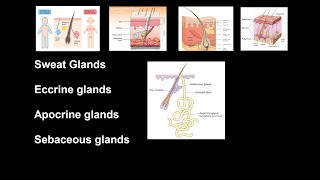 Whats in sweat Holocrine Apocrine Merocrine Glands  NCLEXRN  Khan Academy [upl. by Eetak]