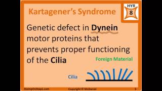 ChediakHigashi Syndrome ICell Disease Kartageners Microtubules Inclusion Cell Disease [upl. by Tisbe531]