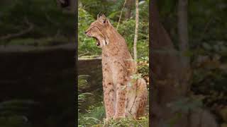 bobcat scream viral shorts short wildlife animal shortsvideo bobcat nature animalworld [upl. by Elocyn]