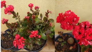 Segredo pra sua kalanchoe sempre florircomo cuidarplantar e adubação [upl. by Azrim]