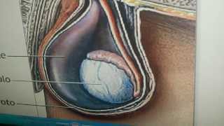 Eyaculacion Precoz La Tecnica del Tiron de Testiculos [upl. by Nimesh]