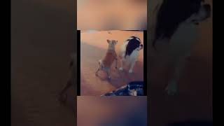 Dog twerking meme but to safety dance [upl. by Moselle620]