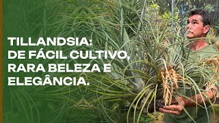 PLANTA FÁCIL Tillandsia tudo sobre as Plantas do Ar as mais fáceis de cuidar [upl. by Malina]