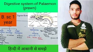 Digestive system of Palaemon prawn [upl. by Ahsuoj]