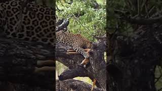 Jaguars eat prey on trees shorts jaguar [upl. by Curr559]