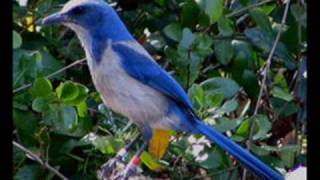 6 Birding Hot Spots in Central Florida per Kissimmee Valley Audubon Society [upl. by Lrae]