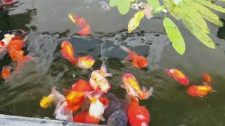 Goldfish pond [upl. by Aramak]