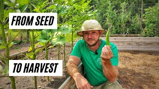 How to Grow Okra In Raised Beds or Containers From Seed to Harvest [upl. by Ralat]