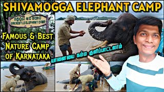 🐘FAMOUS ELEPHANT CAMP OF KARNATAKA SHIVAMOGGA SAKREBYLU  20 Captive Elephants  Naveen Kumar [upl. by Macdermot]