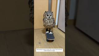 This family found a small owl on the road and then took it home to raise animalshorts owl [upl. by Neitsirk]