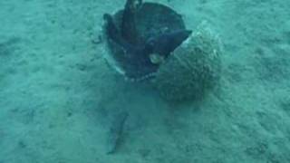 Coconutcarrying octopus stuns scientists [upl. by Ciprian]