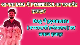 Best treatment of pyometra in dog  Pyometra signs symptom diagnosis amp treatment full information [upl. by Plume]