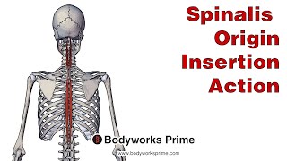 Spinalis Anatomy Origin Insertion amp Action [upl. by Aihsa]