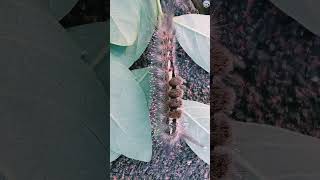 Moth Caterpillar Munchies Leaves shorts [upl. by Sayles]