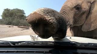 Elephant uses our vehicle to scratch an itch [upl. by Sayer761]