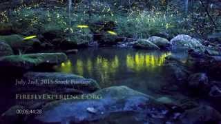 Tennessee Fireflies Real Time Stock Footage of Synchronous Fireflies 2 [upl. by Rotceh]