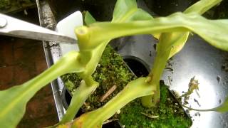 fixing black stem rot in nepenthes [upl. by Ahsiliw334]