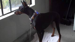 Meet quotGusquot the Doberman Wine Country Pet Spa Dog Grooming Li [upl. by Eural]