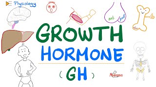 Growth Hormone GH  Somatotropin  Dwarfism Gigantism Acromegaly  Endocrine Physiology [upl. by Aynna]