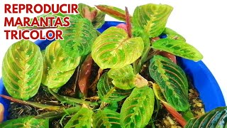 maranta leuconeura tricolor reproduccion CHUYITO JARDINERO [upl. by Moyer355]