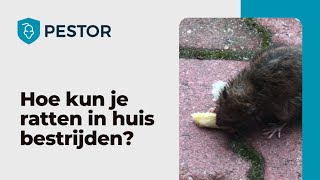 Ratten in huis bestrijden Zo pak je het aan  Pestor [upl. by Claudianus]