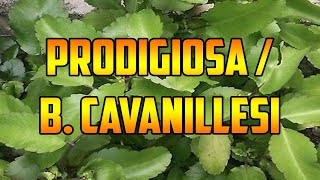 PARA QUE SIRVE🌿 PRODIGIOSA 🌿 BENEFICIOS🌿Brickelia cavanillesi🌿 AMULA🌿 PROPIEDADES Y USOS MEDICINALES [upl. by Iemaj613]