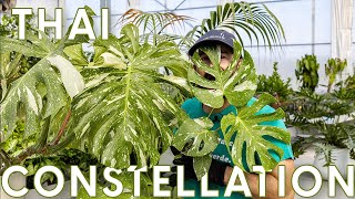 Monstera variegata quotThai Constellationquot cura e coltivazione di una pianta rara [upl. by Burroughs82]