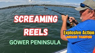 Screaming Reels off Gower peninsula UK Boat Fishing Summer Tope Fishing in the Bristol Channel [upl. by Bili893]