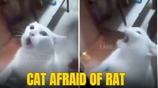 Funny cat afraid of rat Watch this cats priceless reaction [upl. by Eednus140]