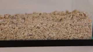 Caribsea Aragonite Alive Sand [upl. by Occer]