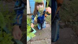 Toddler Grows Her Own Vegetables Planting amp Harvesting Chantenay Carrots growyourown kidsgarden [upl. by Elka]