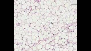 Shotgun Histology Adipose Tissue [upl. by Dnumyar947]