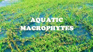 Aquatic Macrophytes [upl. by Bohlin]