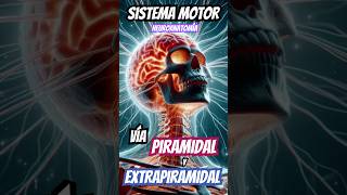 SISTEMA MOTOR  VÍAS PIRAMIDALES y EXTRAPIRAMIDALES [upl. by Remlap]