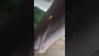 automobile pestfree pestcontrol funny pest pestremoval comedy pestcontrolplan [upl. by Aciraa]