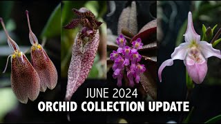 quotWhats In Bloomquot Orchid Collection Update  June 2024  So many RARE BLOOMS in the Grow Tent [upl. by Asilenna706]