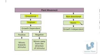 Science videos Types of tropic movement Plants study [upl. by Mayap105]