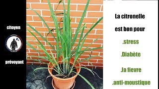 La Citronnelle utilisation et bienfait au naturel [upl. by Esinej]